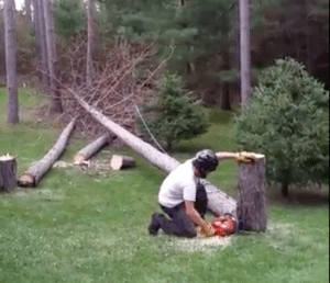 Tree Removal, Tree Trimming, Arborist
